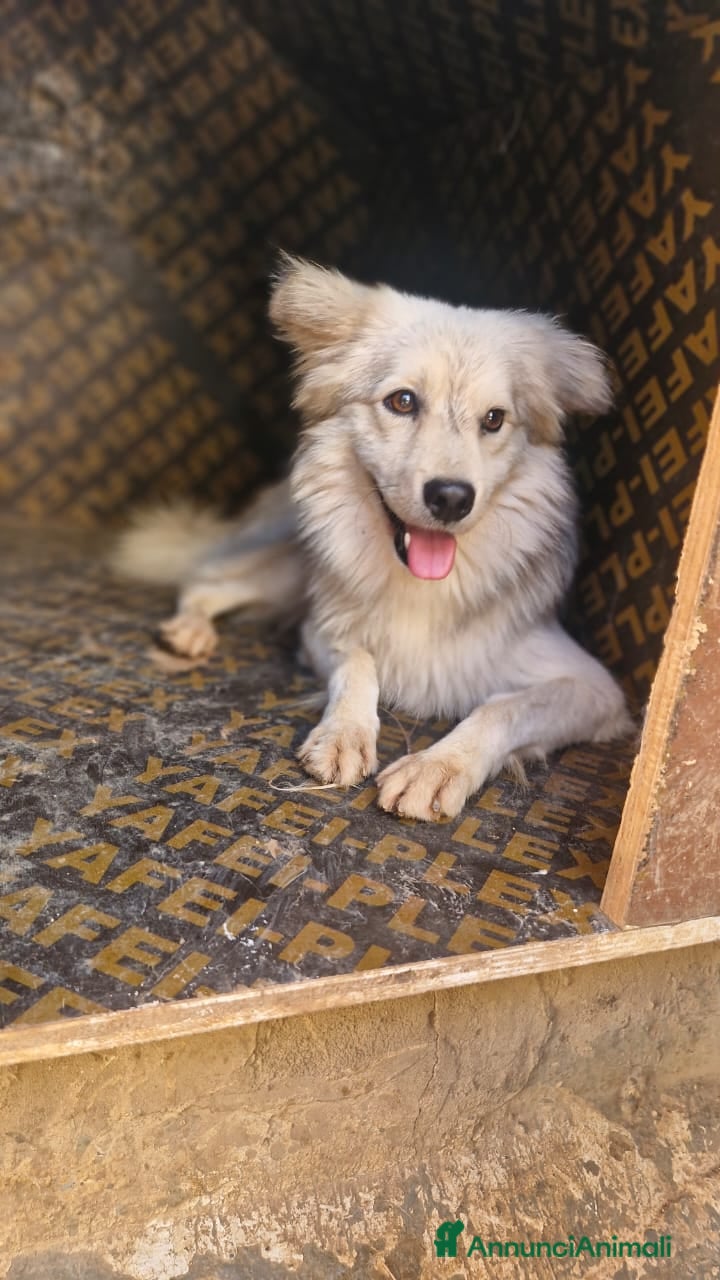 Meticcio cani in regalo: yorgo, un tenero pelosetto - Annuncio 2