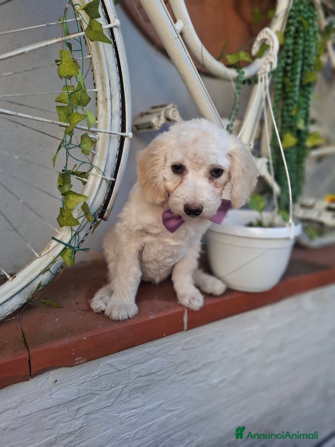 Barboncino cani in vendita: Barboncina femmina - Annuncio 1