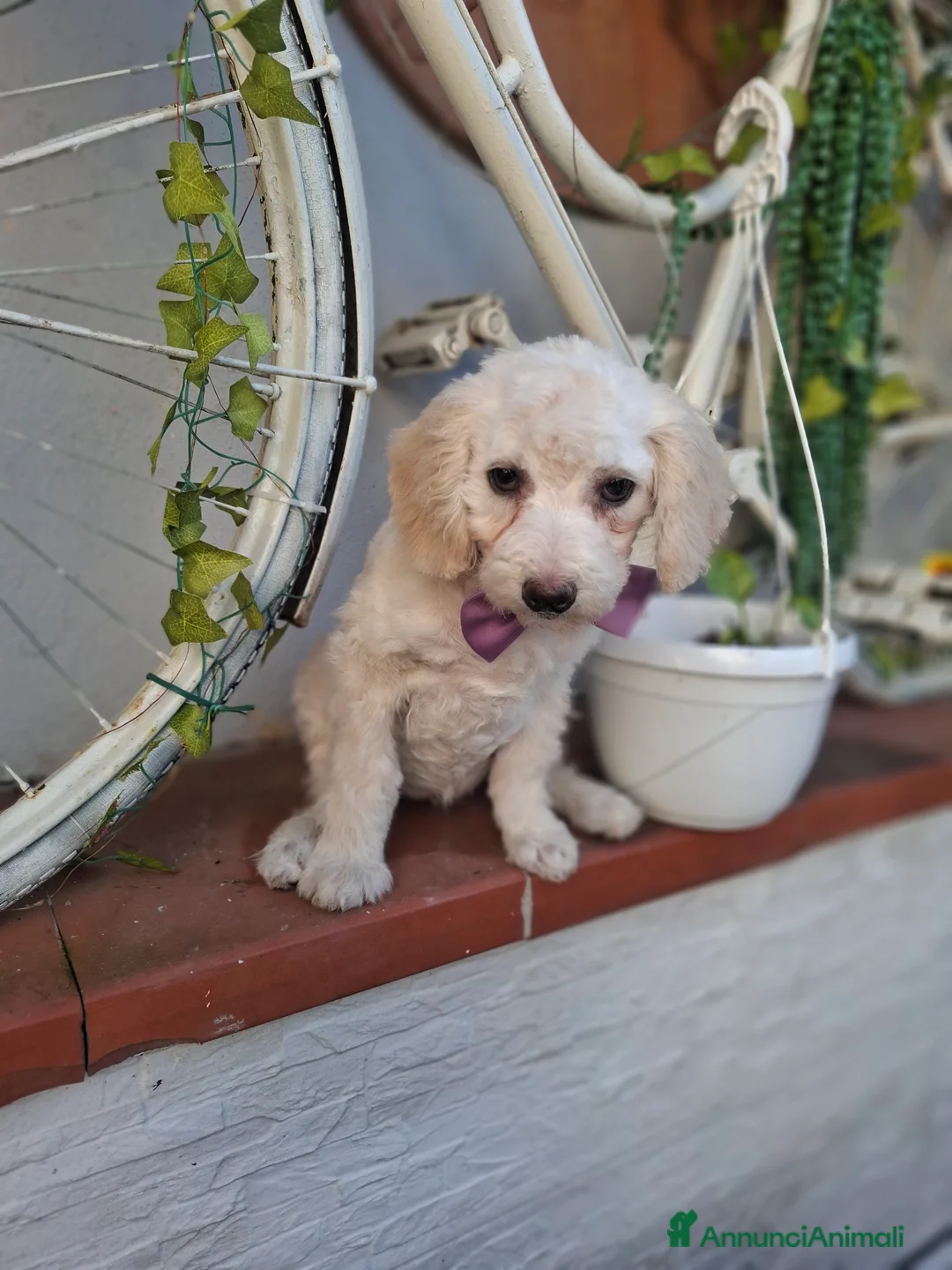 Barboncino cani in vendita: Barboncina femmina - Annuncio 1