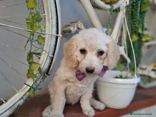 Barboncino cani Barboncina femmina - Annuncio 8