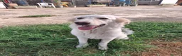 Meticcio cani in regalo: EROS 💙 UNA NUVOLA BIANCA PIENA DI ENERGIA a Provincia di Pisa - Annuncio 3