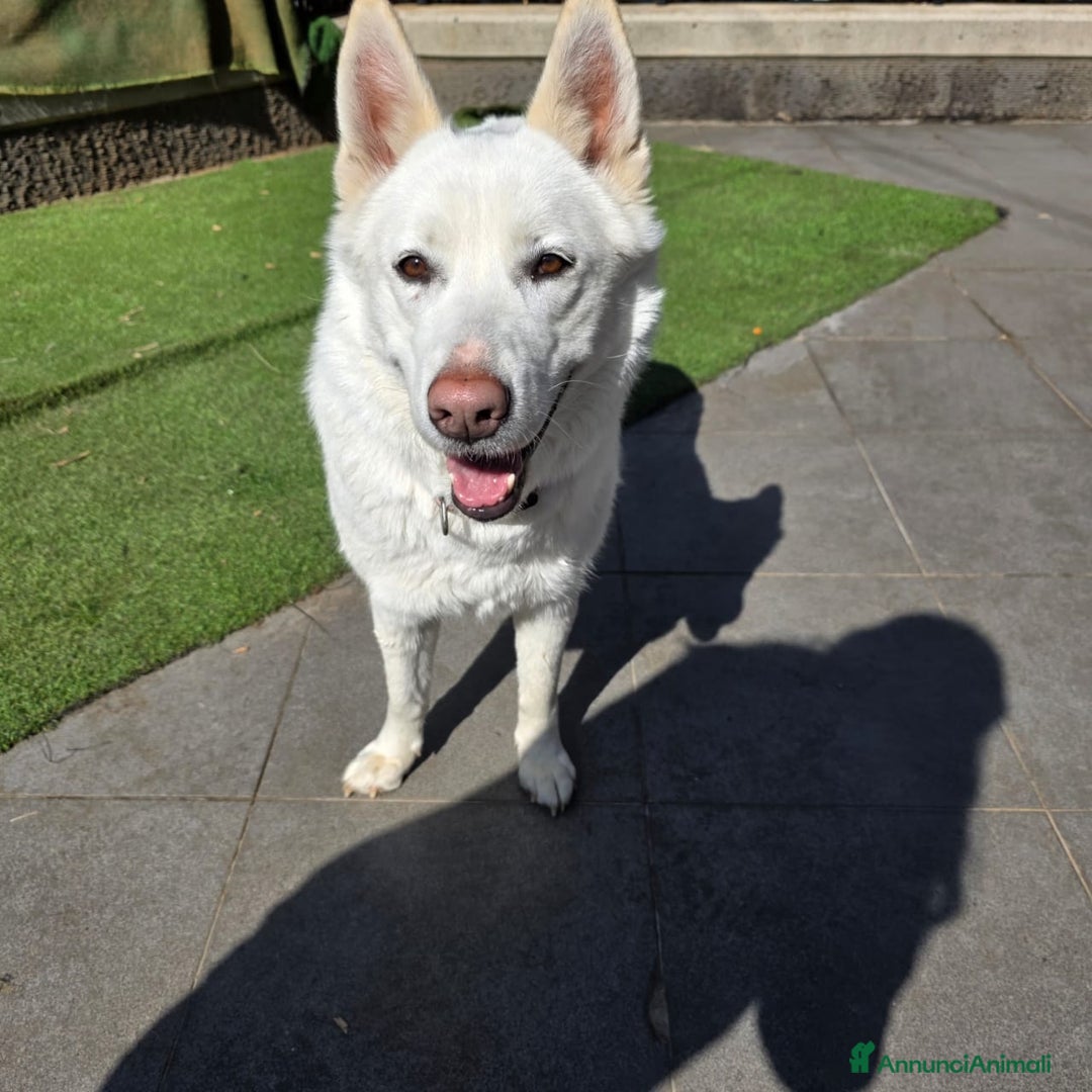 Pastore Svizzero cani in regalo: Splendida simil Pastore Svizzero - SNOW - Annuncio 6