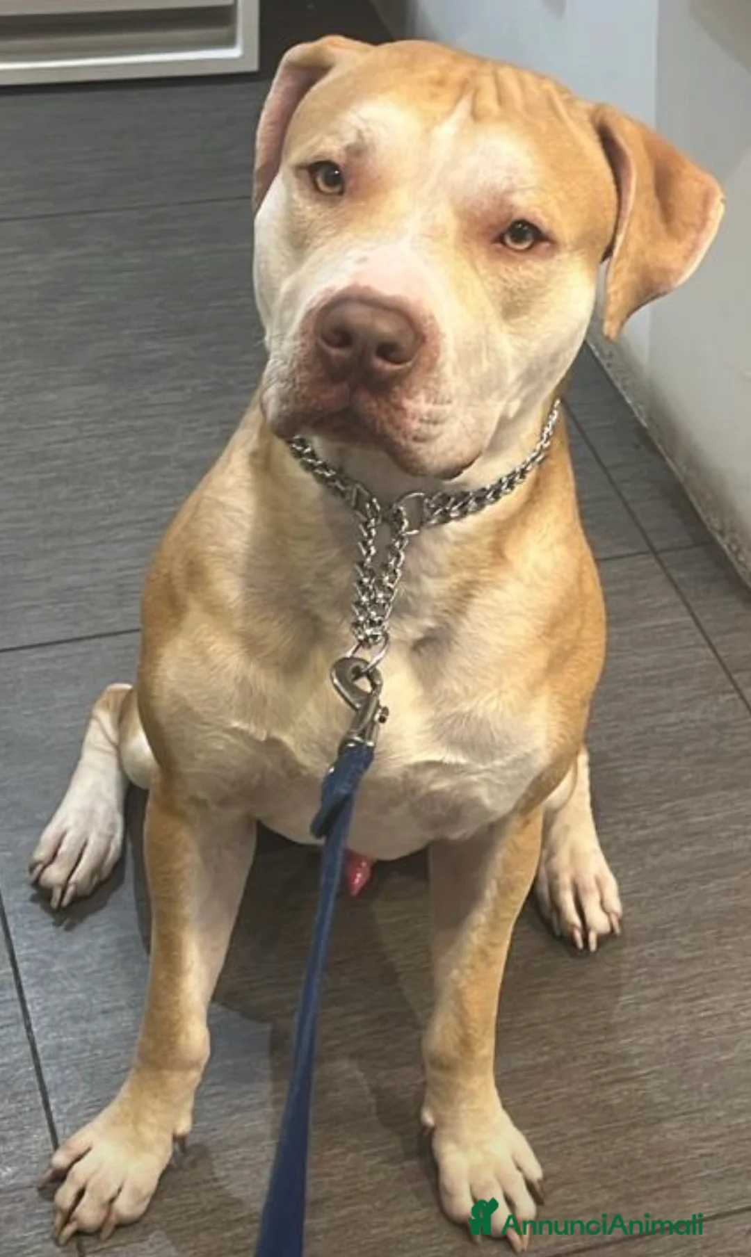 Altre razze cani in regalo: Regalo AMSTAFF  a Provincia di Pavia - Annuncio 2