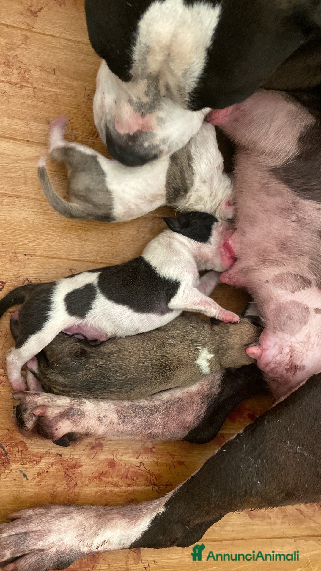 American Staffordshire cani in vendita: American Staffordshire Terrier  - Annuncio 11