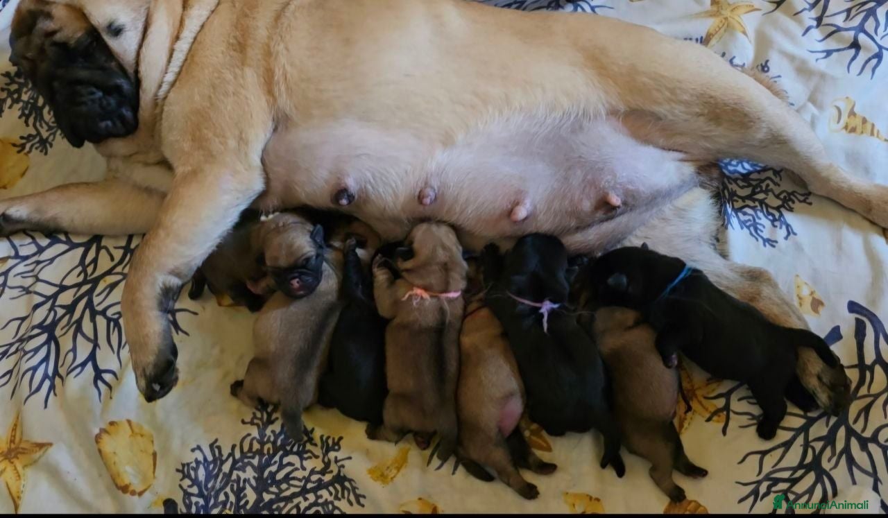 Carlino cani Cuccioli di carlino con pedigree (1800€ - 2500€) - Annuncio 2