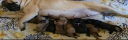 Carlino cani in vendita: Cuccioli di carlino con pedigree (1800€ - 2500€) - Annuncio 2