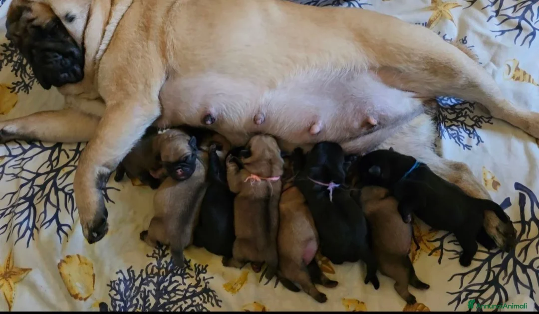 Carlino cani in vendita: Cuccioli di carlino con pedigree (1800€ - 2500€) - Annuncio 2