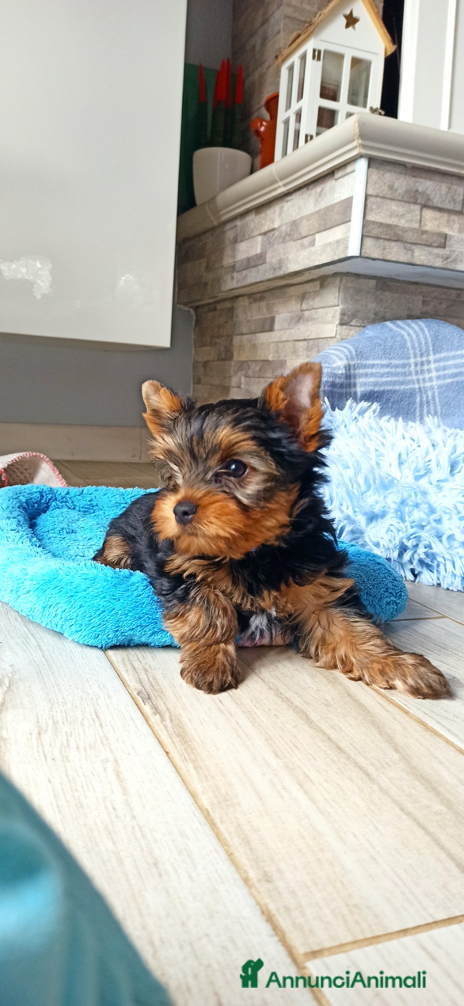 Yorkshire cani in vendita: Yorkshire toy a Provincia di Vicenza - Annuncio 2