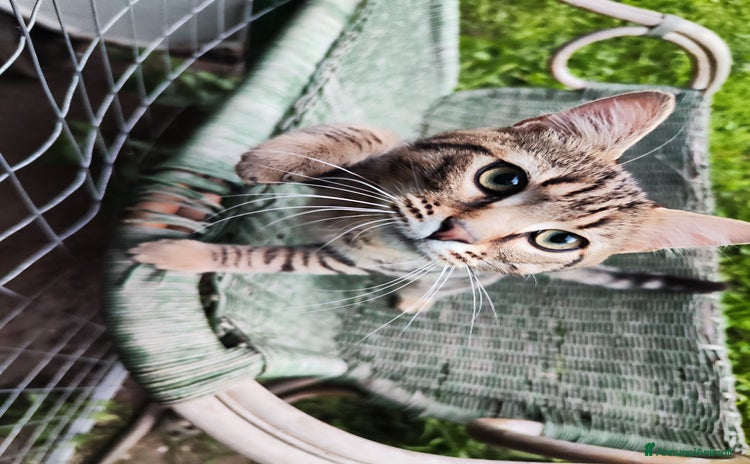 Europeo gatti - Annuncio 1