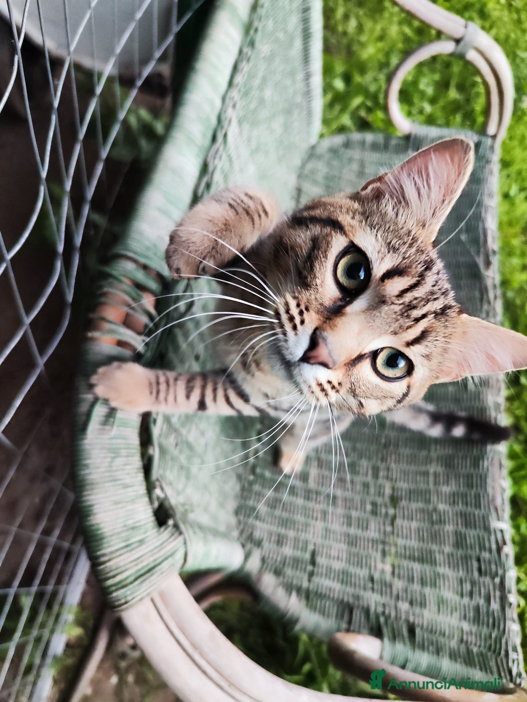 Europeo gatti in regalo: Adozione del cuore per Tigro! - Annuncio 1