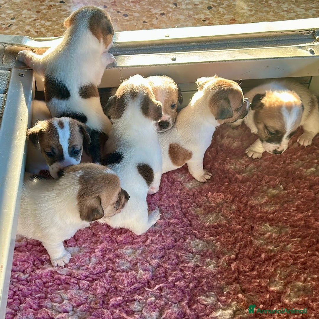 Jack Russell cani in vendita: Cuccioli Jack Russell Terrier, pelo liscio - Annuncio 3