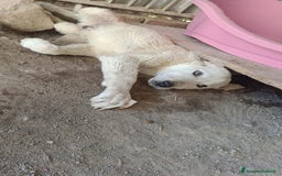 Meticcio cani in regalo:  AKI  - Immagine 11