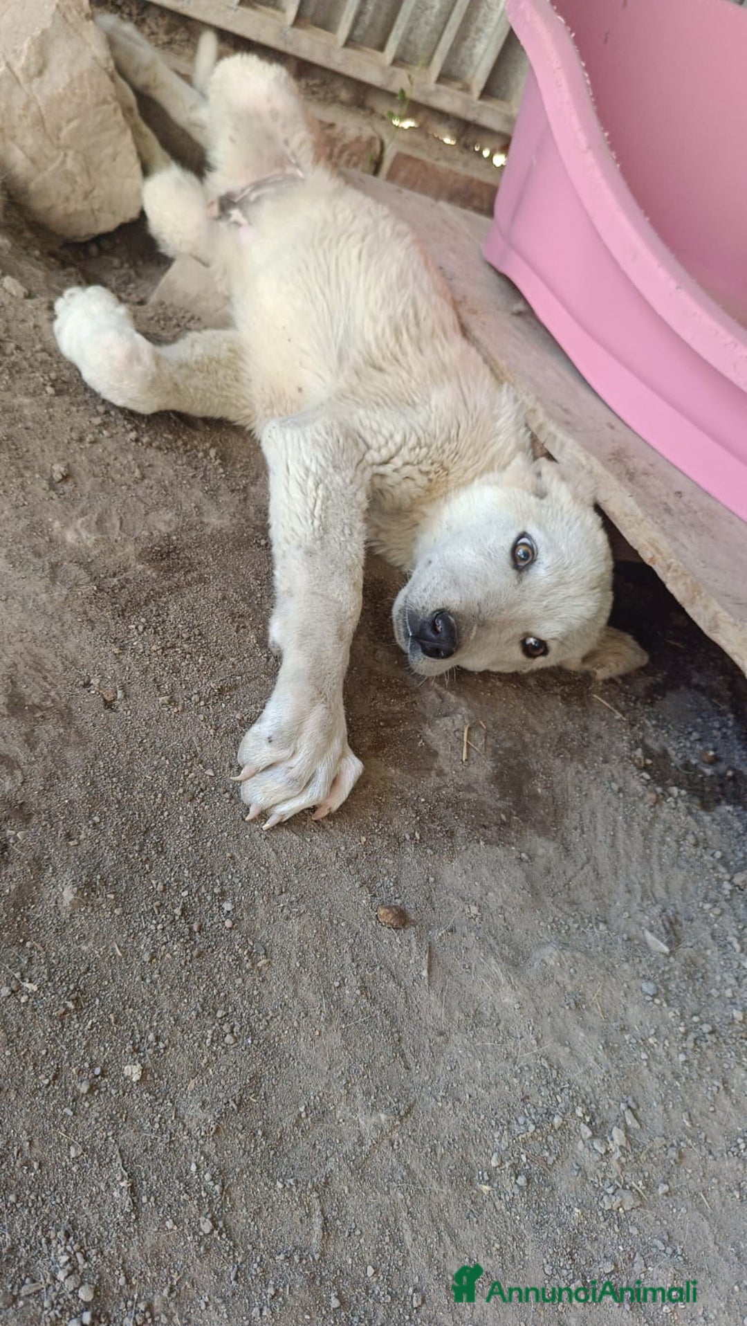 Meticcio cani in regalo:  AKI  - Annuncio 11