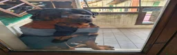 Rottweiler cani per accoppiamento: Cercasifemminarotweiller con pedigree daccoppiare a Provincia di Perugia - Annuncio 2