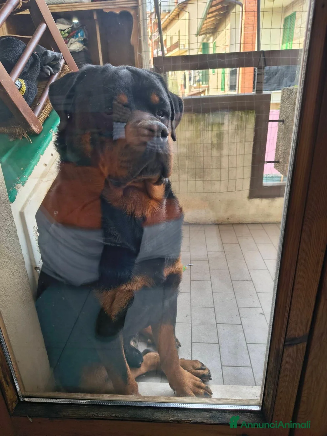 Rottweiler cani per accoppiamento: Cercasifemminarotweiller con pedigree daccoppiare a Provincia di Perugia - Annuncio 2