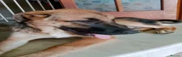 Meticcio cani in regalo: SARABY SIMIL PASTORINA  - Annuncio 3