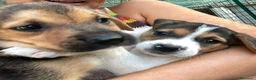 Meticcio cani in regalo: Il piccolo Tarzan aspetta te - Annuncio 3
