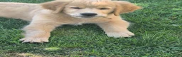 Golden Retriever cani in vendita: Golden retriever 90%linea americana pedigree ENCI  - Annuncio 10
