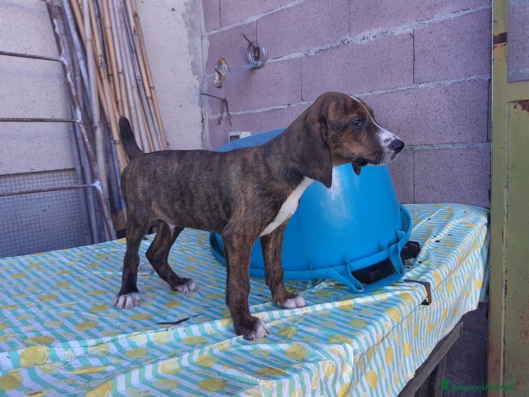 Segugio Maremmano cani in vendita: Cuccioli di Segugi maremmani - Annuncio 7