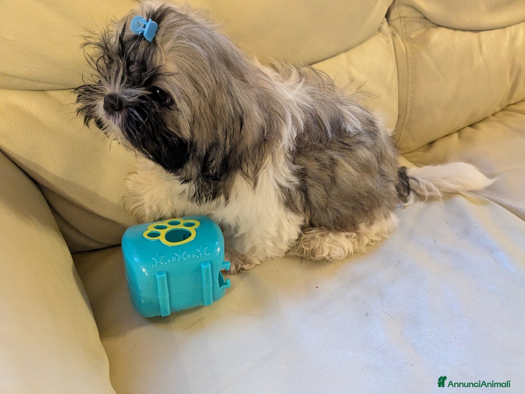 Shih Tzu cani in vendita: Maschio Shitzu con pedigree  a Provincia di Brescia - Immagine 6
