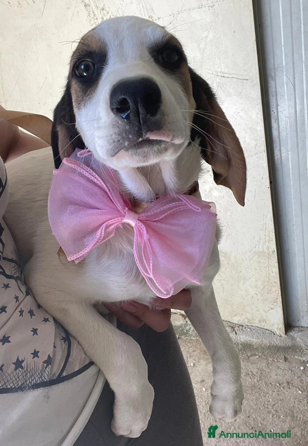 Meticcio cani in regalo: DUE TENERE E SIMPATICHE SORELLINE a Provincia di Verona - Annuncio 1