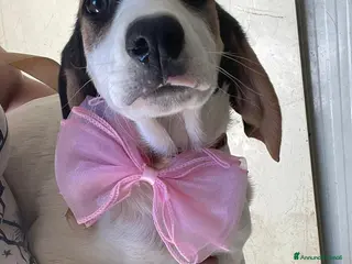 Meticcio cani DUE TENERE E SIMPATICHE SORELLINE - Annuncio 4