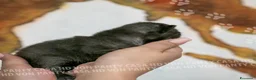 Scottish gatti in vendita: Cuccioli di Scottish Fold e Straight con Pedigree - Annuncio 16
