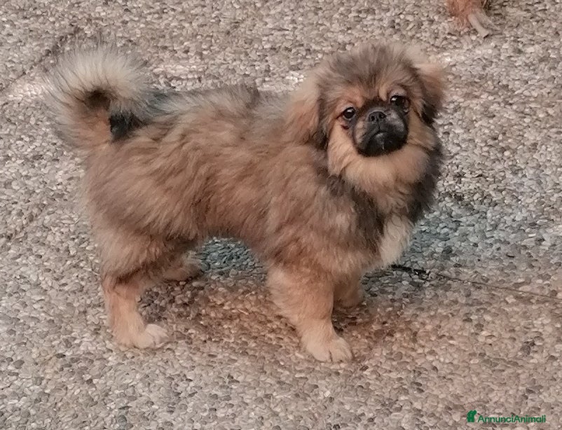 Tibetan Spaniel cani Tibetan Spaniel cuccioli - Annuncio 1