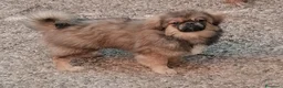 Tibetan Spaniel cani in vendita: Tibetan Spaniel cuccioli - Annuncio 1