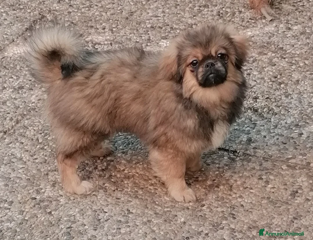 Tibetan Spaniel cani in vendita: Tibetan Spaniel cuccioli - Annuncio 1
