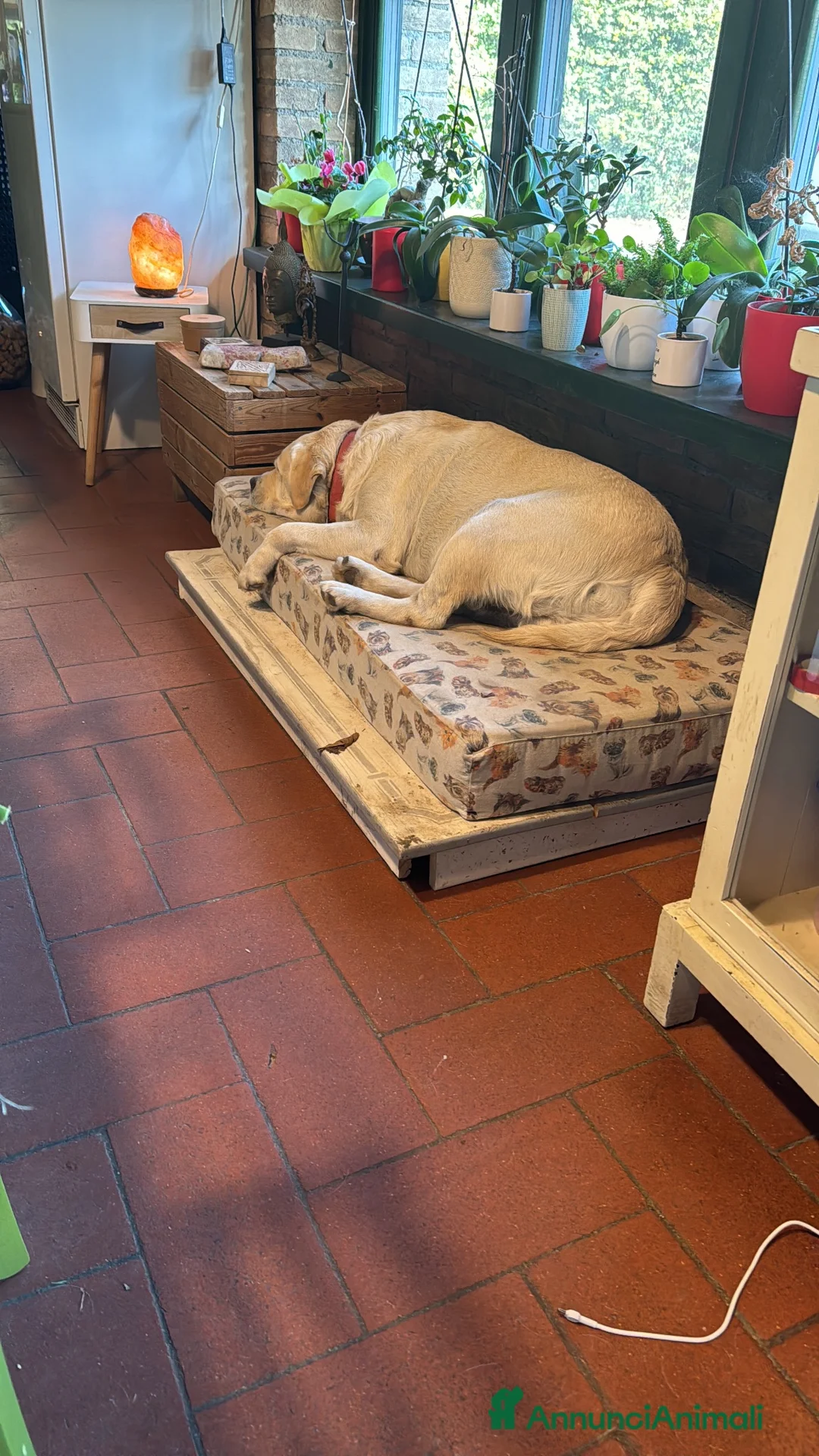Labrador cani in regalo: Regali 2 Labrador  a Provincia di Pordenone - Annuncio 13