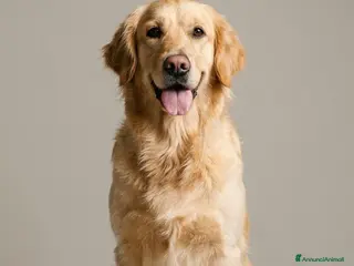 Golden Retriever cani Cuccioli di Golden in arrivo a metà aprile - Annuncio 8