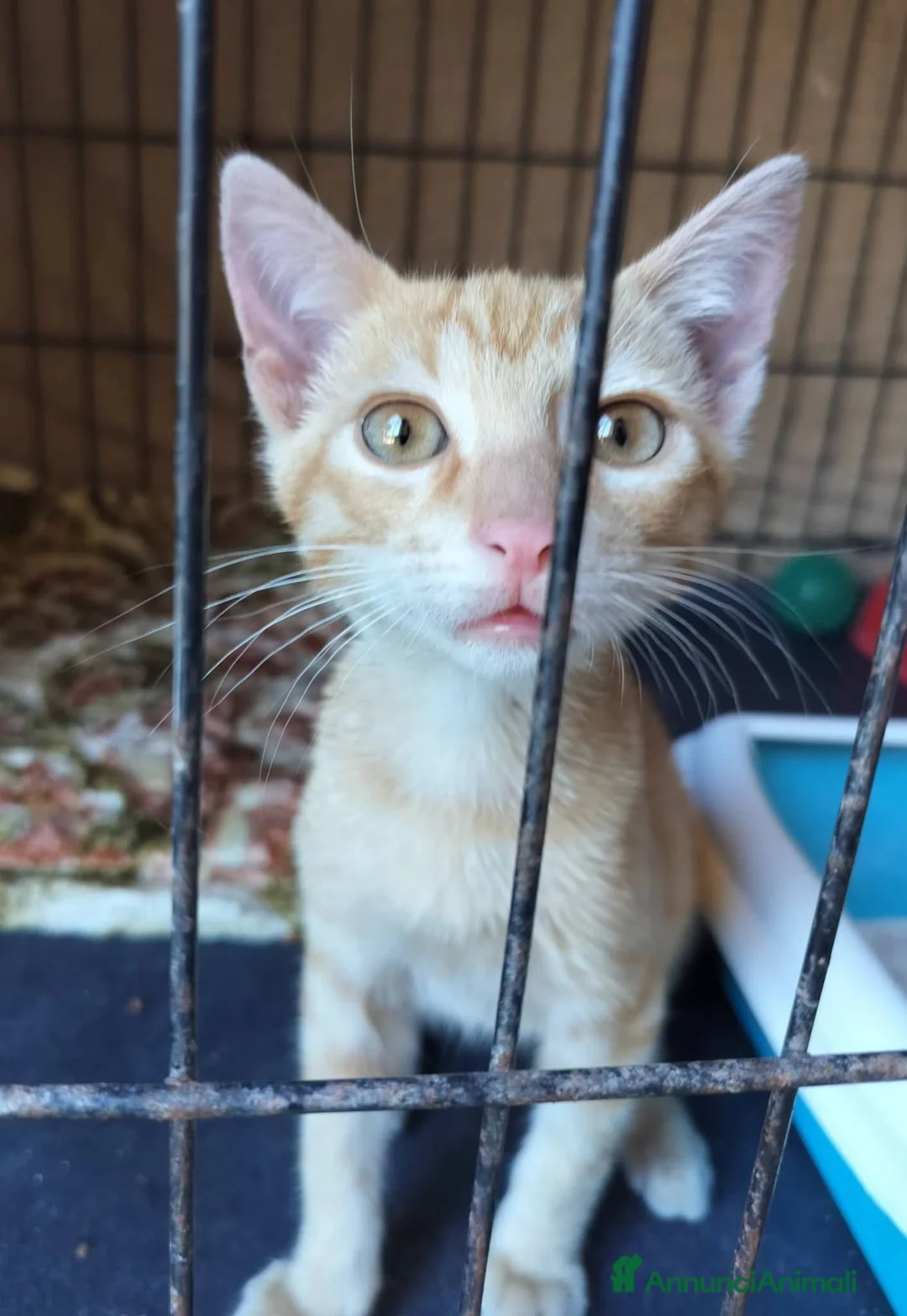 Meticcio gatti in regalo: 2/3 mesi dolcissimo maschietto  - Annuncio 1