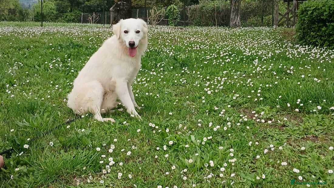 Meticcio cani LUCIA STA CERCANDO L'AMORE VERO, IN ADOZIONE - Annuncio 2