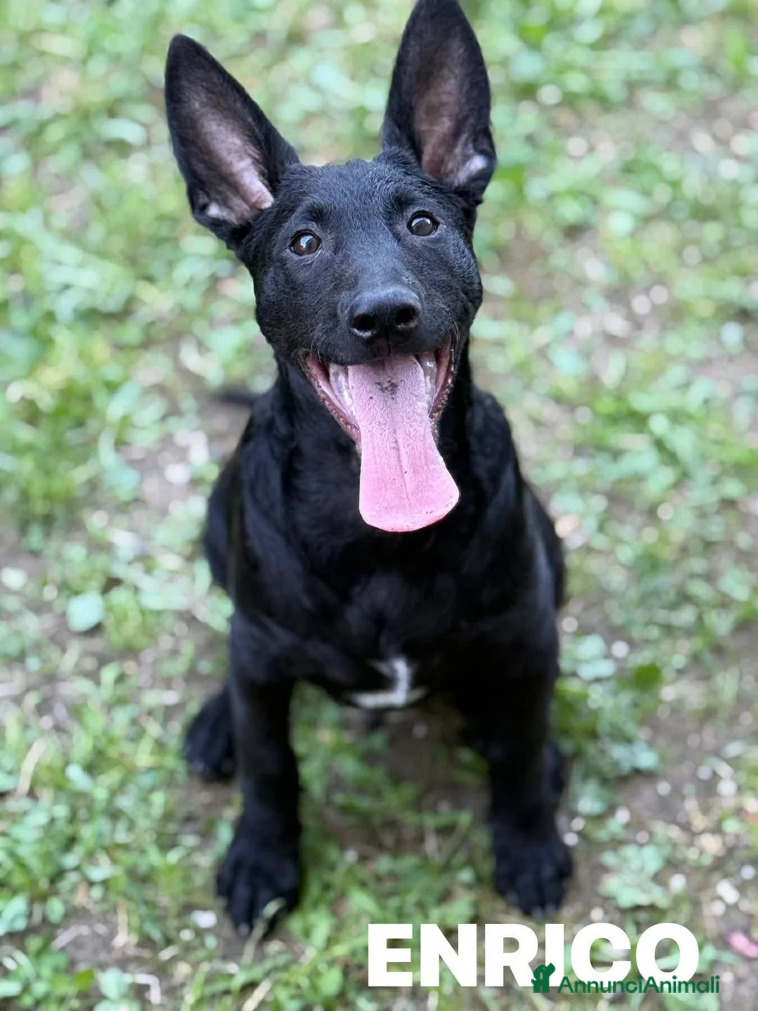Meticcio cani in regalo: ENRICO, lupacchiotto dal carattere d'oro! TG MEDIA - Annuncio 2