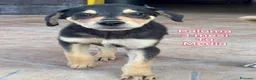 Meticcio cani in regalo: CUCCIOLI ABBANDONATI: URGENTE! a Città Metropolitana di Torino - Annuncio 11