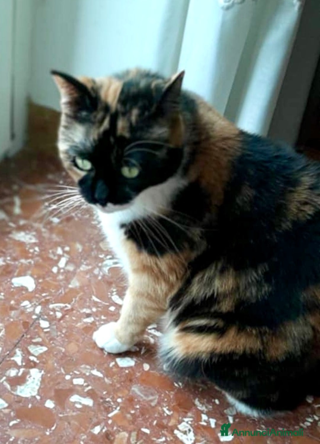 Europeo gatti in regalo: Gattine 2 anni rimaste sole - Annuncio 4