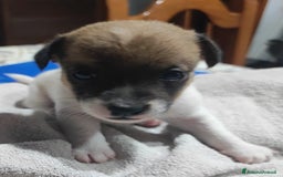 Jack Russell cani in vendita: Jeck Russell  a Città metropolitana di Roma Capitale - Immagine 2