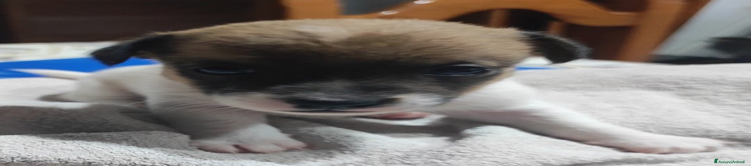 Jack Russell Cucciolo 2