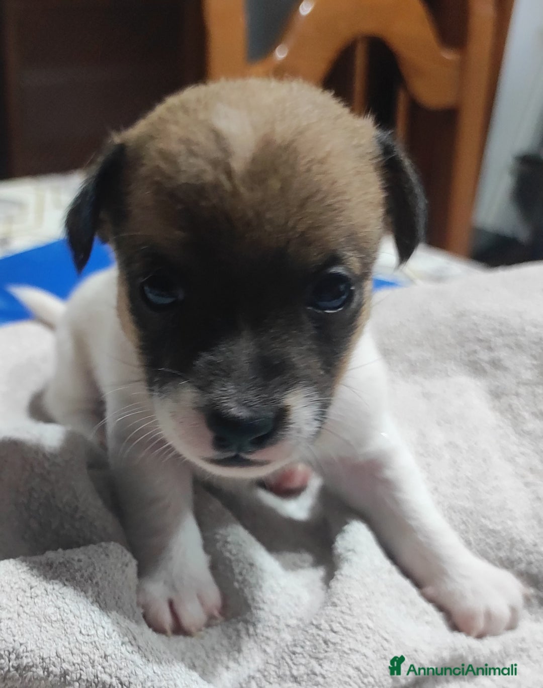 Jack Russell cani in vendita: Jeck Russell  a Città metropolitana di Roma Capitale - Immagine 2