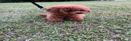 Barboncino Toy cani in vendita: Barboncini toy  - Annuncio 2
