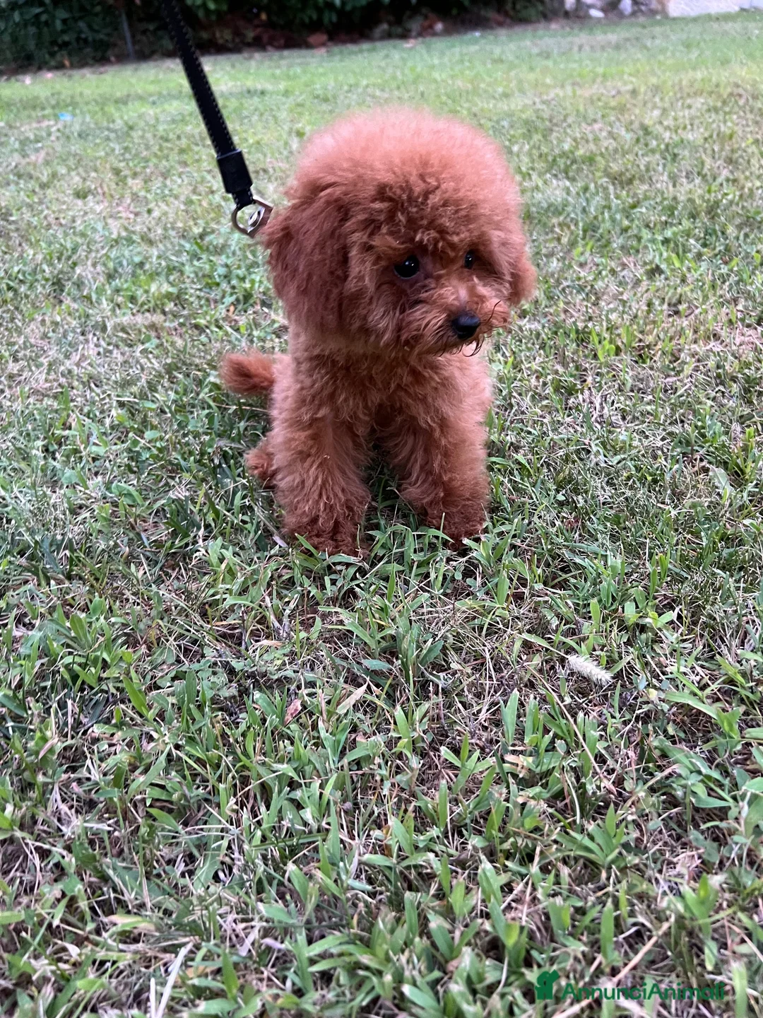 Barboncino Toy cani in vendita: Barboncini toy  - Annuncio 2