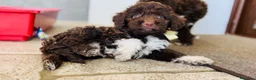 Lagotto cani in vendita: Cuccioli lagotto romagnolo  - Annuncio 4