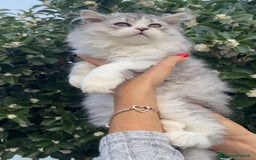 Scottish gatti in vendita: Scottish Highland straight - Annuncio 4