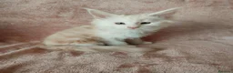 Maine Coon gatti in vendita: OLIVER  - Annuncio 5