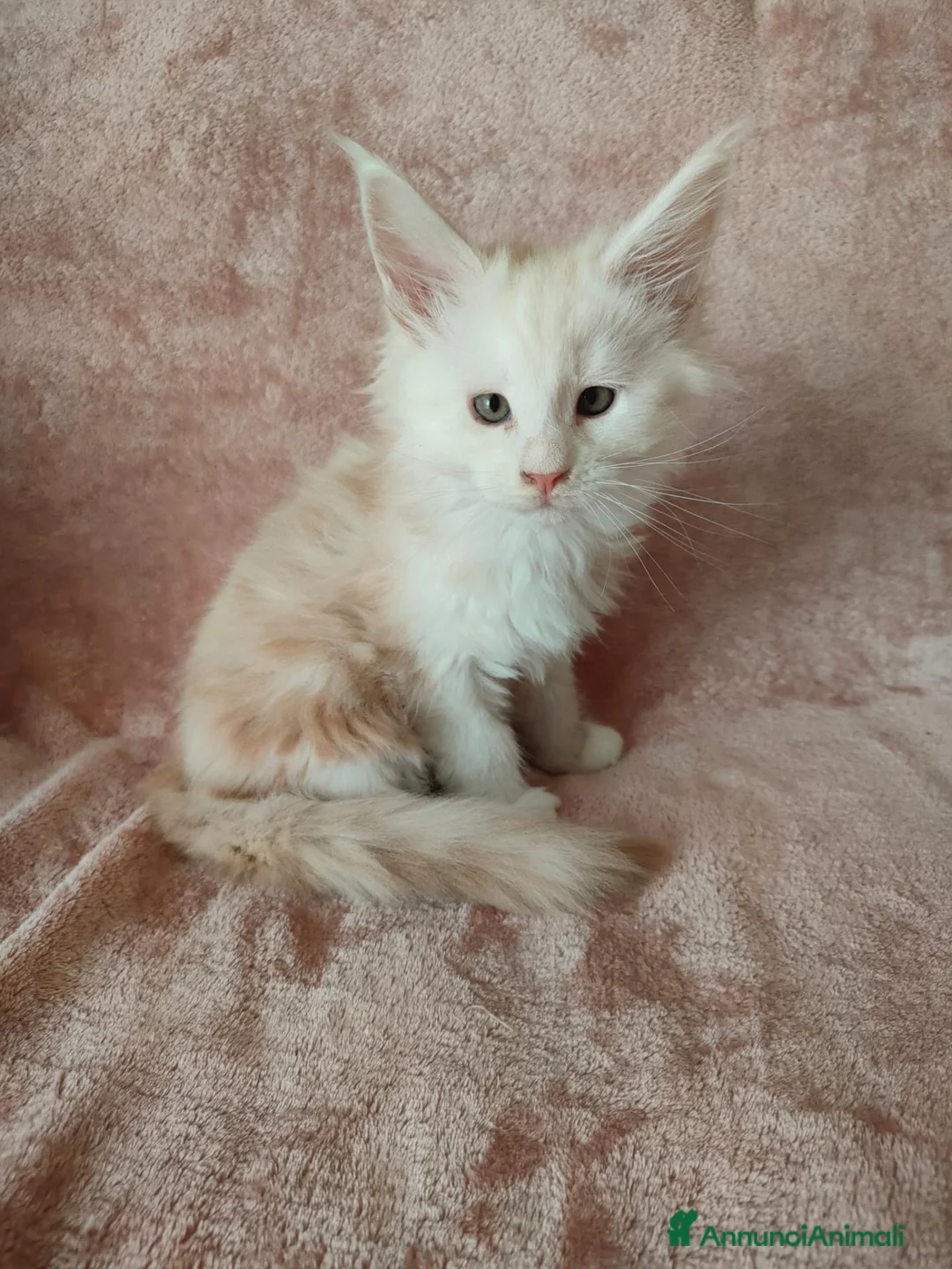 Maine Coon gatti in vendita: OLIVER  - Annuncio 5
