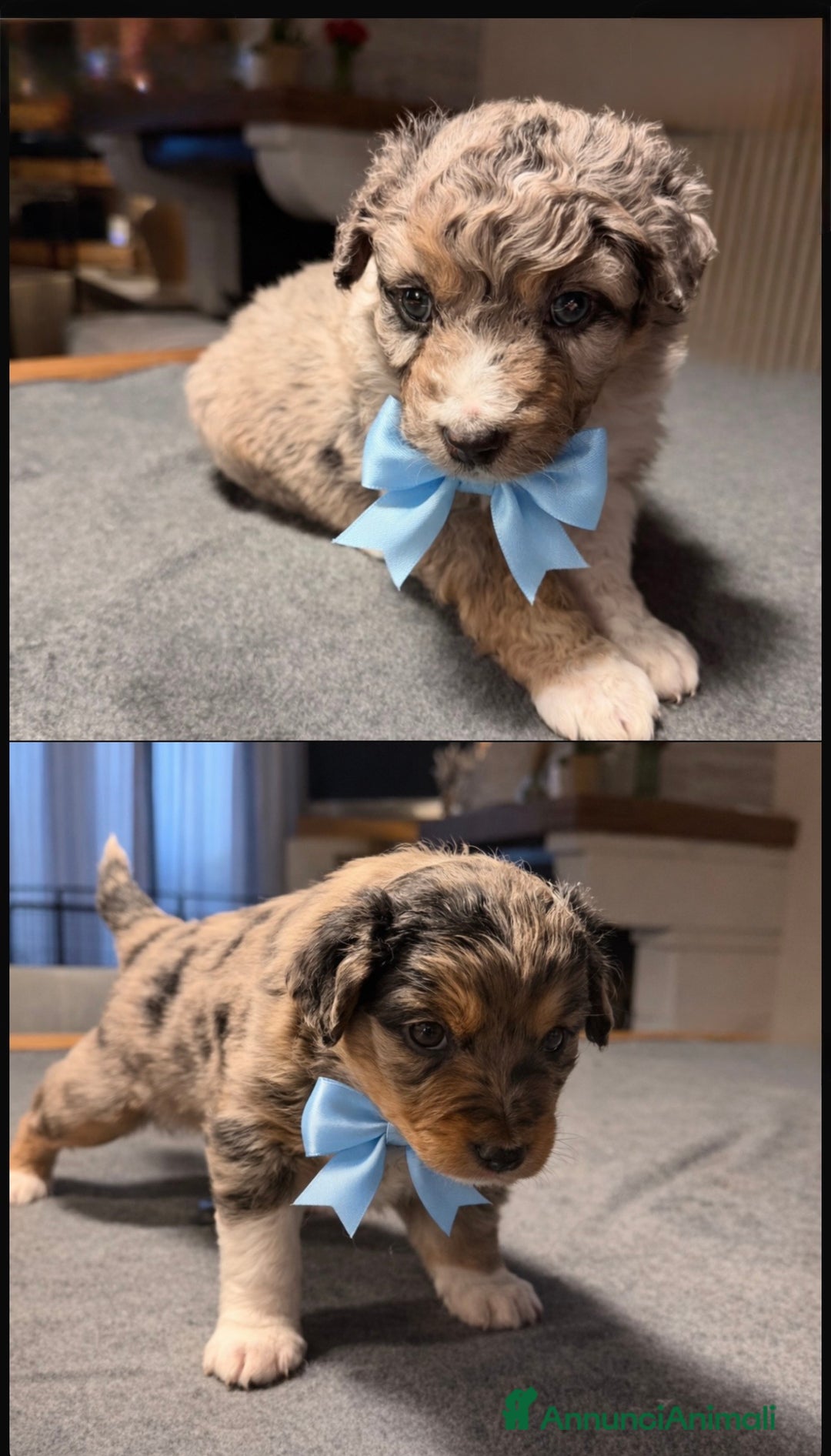 Australian Shepherd cani in vendita: Cuccioli pastore australiano  - Annuncio 5