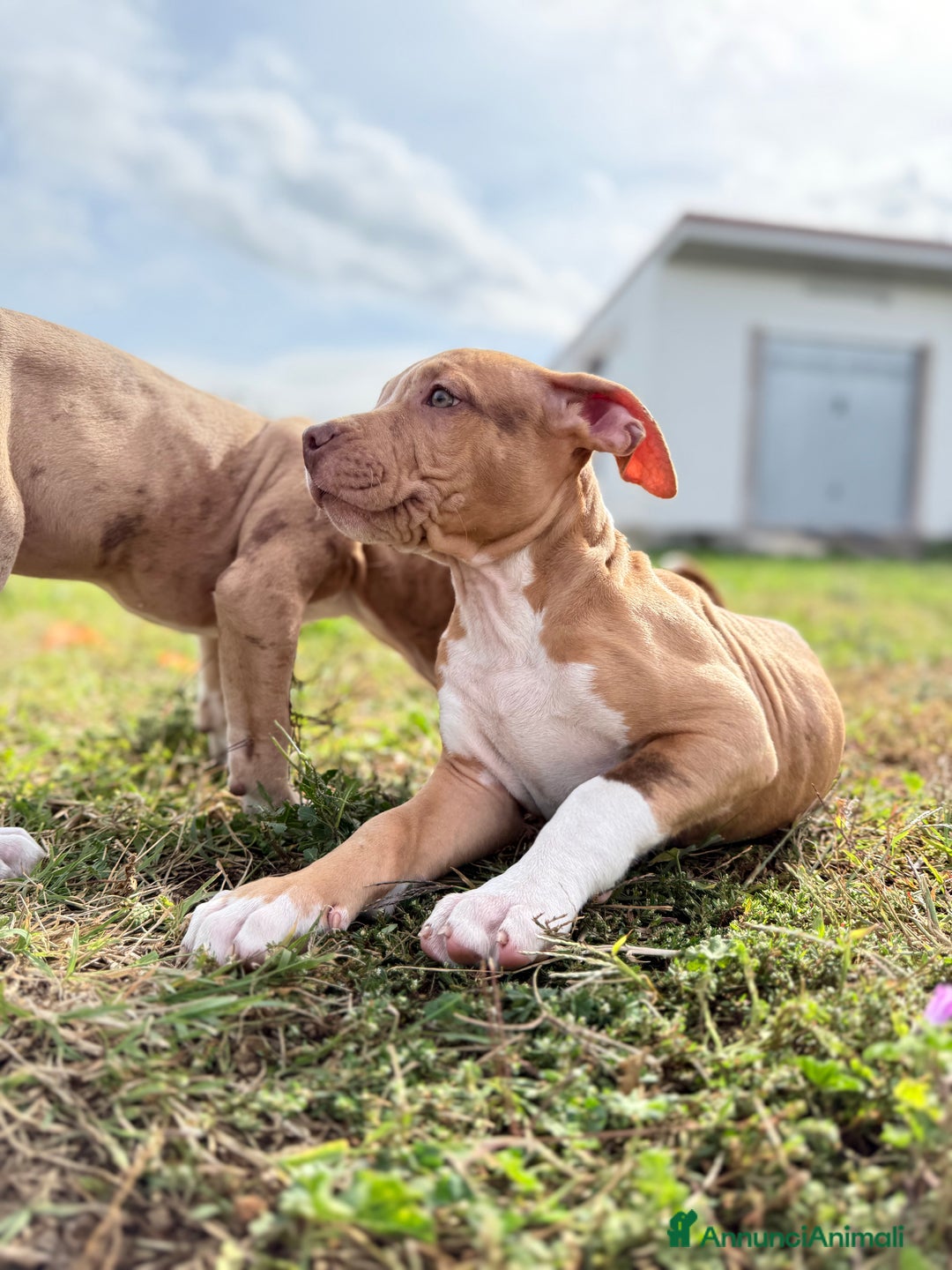 Meticcio cani in vendita: CUCCIOLI IN VENDITA . - Annuncio 10