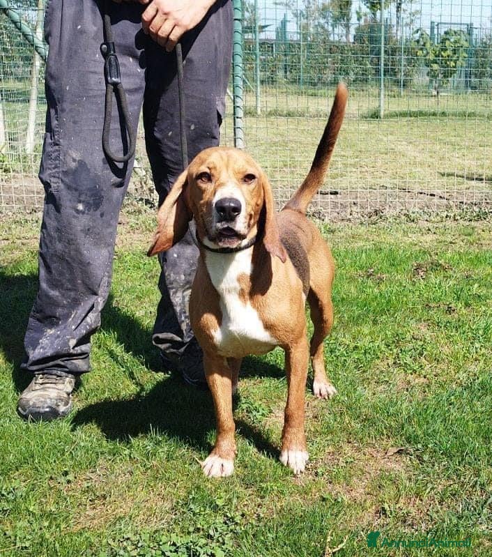 Meticcio cani Mix Beagle 3anni 11/12kg aspetta casa.PAVIA a Città metropolitana di Milano - Annuncio 4