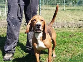 Meticcio cani Mix Beagle 3anni 11/12kg aspetta casa.PAVIA a Città metropolitana di Milano - Annuncio 4